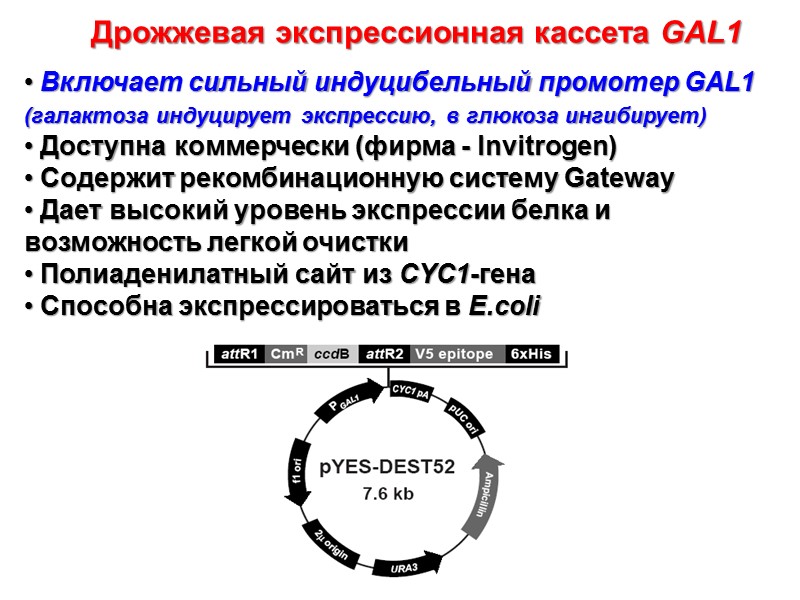 Дрожжевая экспрессионная кассета GAL1  Включает сильный индуцибельный промотер GAL1 (галактоза индуцирует экспрессию, в